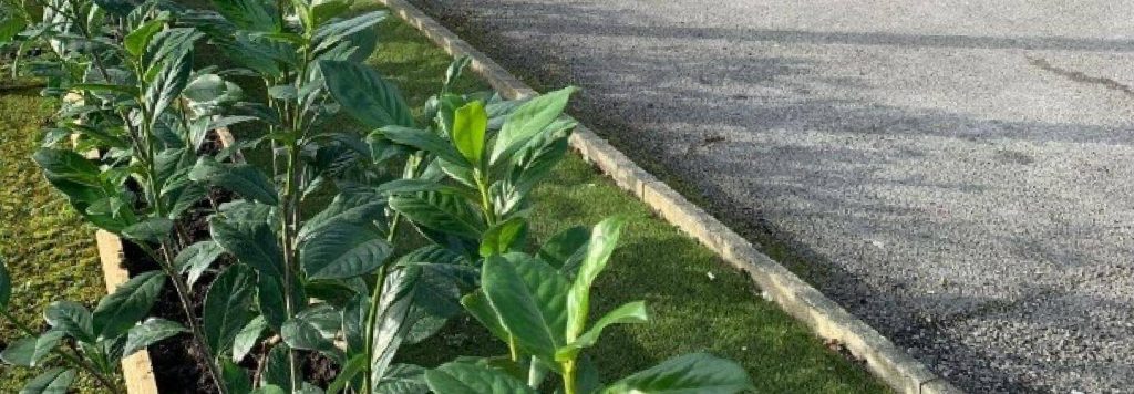 Capricorn Security News: Capricorn Going Green